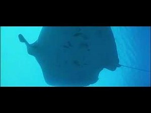 Atlantis - Luc Besson