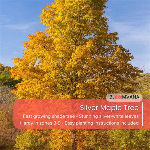 Silver Maple Tree, Fast Growing Shade Tree (12-18" Tall) - Etsy
