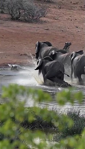 crocodile fleeing from elephants