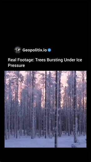 Geopolitics on Instagram: "What looks like trees dramatically "bursting" or "exploding" in freezing temperatures is a real (but often overhyped) natural phenomenon known as frost cracking (also called frost split or radial shake).How it happens When temperatures plummet rapidly (especially below -30°C / -22°F or even colder), the water and sap inside the tree trunk freeze and expand. Wood on the outside cools and contracts faster than the inner layers, creating enormous internal pressure — somet