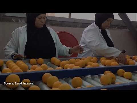 Guide for setting up Fruits & Vegetables Pack-house| Post Harvesting| Agriculture Farm Produce.