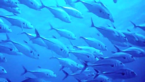 Find Your Blue at the Smithsonian Ocean Portal