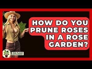 How Do You Prune Roses In A Rose Garden? - The Plant Enthusiast