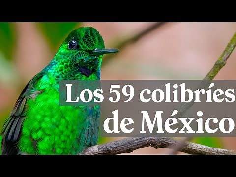 Las 59 especies de colibrí en México