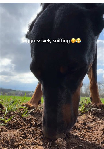 Discover the Best ASMR Sounds with Dogs