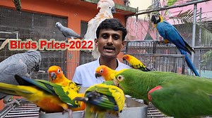 531K views · 20K reactions | Exotic Birds Price 2022 In India / Don't Waste Your Hard Earned Money / Best Birds Best Price. | Parrot Dipankar | Facebook