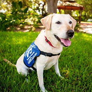 Southeastern Guide Dogs: Play to Your Strengths