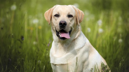 8-Month-Old Baby 'Has a Chat' With Yellow Labrador in Moment of Sweetness