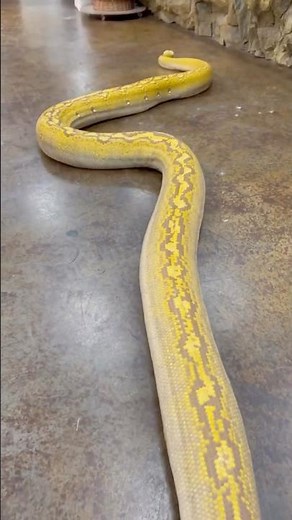 This Giant Python Is Bigger Than You Think! 😳🐍 #snake #reptiles #python