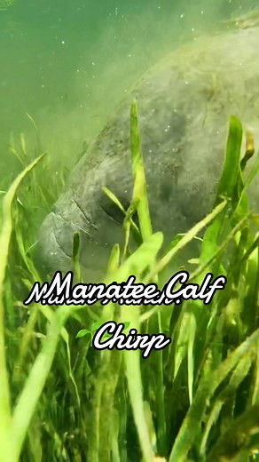 Listen closely!!👂Hear those squeaks? That’s a Manatee calf in the distance communicating with it’s mother. Manatees vocalize while feeding, resting, or playing using high-pitched squeaks, squeals, and chirps. 🔊 🎥 : Captured by our in water Guide Tarzan! #manateetok #seacows #swimwiththemanatees #hunterspringskayaks #wildlife #animals #wildelifeencounters #asmr #asmrsounds