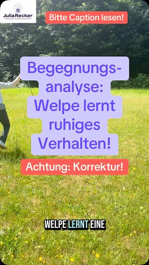 In diesem Video seht ihr, wie ein Welpe von einer souveränen, älteren Hündin erzogen wird. Ältere Hunde korrigieren Welpen, insbesondere für aufdringliches und dynamisches Verhalten. Das ist eine sehr wichtige Lektion für das spätere Leben und schützt den Welpen davor, später Probleme mit anderen Hunden zu bekommen. Das wichtig ist aber, dass die Korrekturen nicht zu hart sind! Sie müssen immer fair sein und dem Welpen jederzeit die Möglichkeit geben, sein Verhalten zu korrigieren. Verhält er si