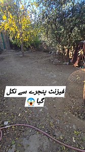 Ringneck Pheasant #ringneck #pheasant #birdslover | Birds Lover