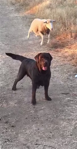 New breed of sheepdog 😳! #navajotiktok #navajotok #navajohumor #trainedsheep #sheepdog #sheep #nativetiktok #explain #ReTokforNature #shock