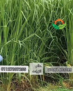‏تم فتح باب حجزشتلات علف البونيكام البرازيلي لموسم 2025 شركة الاتقان رقم واحد مي مصر 01061413289 01127907255 #البونيكام البرازيلى #يتميز بنعومه الساق #نسبه الطاقه والبروتين22في% #معمر فالارض ل10سنوات #يتحمل الملوحه العاليه9000في المليون #انتاجيه عاليه #المواشى كلها بتتقبله محافظة البحيرة. مركز الدلنجات قرية البستان في توصيل علي مستوي الجمهورية بتوفرلك الشتلات لتواصل 01061413289 01127907255‏ الجزء ‏3‏ | قناة عالم الزراعة