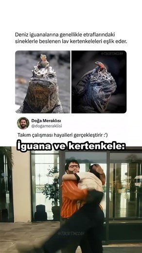 Doğanın Gördüğü En Epik Ortaklık 🦎🤝