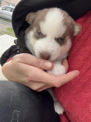 Video di Stela art (@stela_art) con suono originale - Rocky & Family