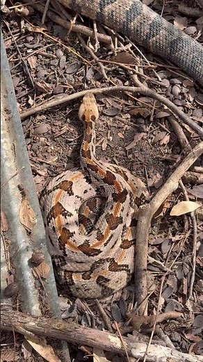 Timber rattlesnakes are highly venomous #snakes #rattlesnakes #outdoors #caution #venom