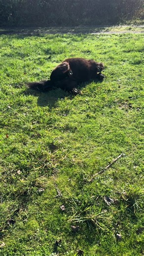 Micode (@micode5)’s videos with Wild Spirit - Lowtone Music