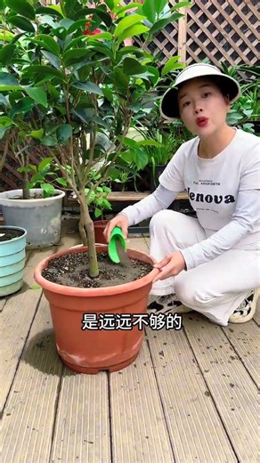 Camellia Blossoms Unveiled: Spring's Delight