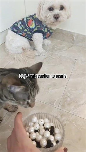 Reversed pearls in front of my dogs and cats 🐶🐱😳 #cat #cute