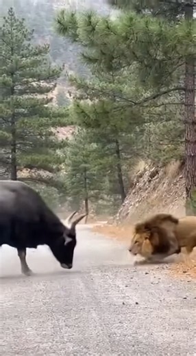 Lion Takes Down Massive Water Buffalo in Brutal Survival Scene African Savanna — December 21, 2025 Shocking wildlife footage captures a lion bringing down a full-grown water buffalo in a violent, high-stakes struggle that shows just how unforgiving survival can be in the wild. The video begins with the buffalo attempting to fend off the attack, lowering its head and charging as the lion clings on from the side. Dust and hooves fly as the buffalo fights desperately to stay upright, but the lion m