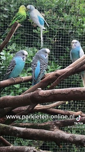 Parkieten geluiden – Parakeet sounds – Lovebird sounds – Budgie sounds Budgerigar sounds