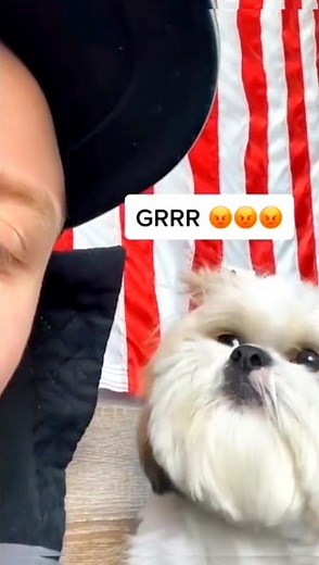 Shih- Tzu getting angry😂 Funny animal video😜 Cute dogs #shorts #funnyanimals #funnydogvideos