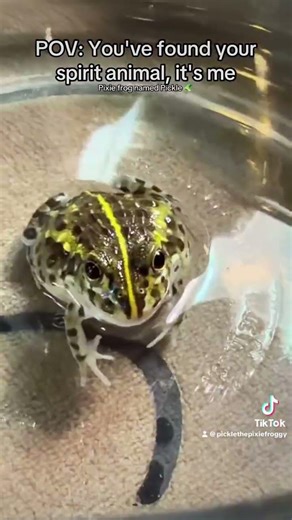 Spirt animal Pixie frog pickle ambitious novice 🥒🐸🐟🦗