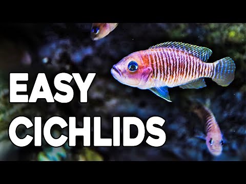 Guide to Shell Dwellers - The Best African Cichlid for Small Aquariums