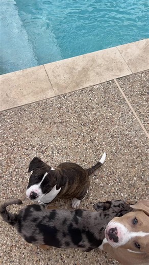 Frozen lick bowls in the hot sun ☀️ #springtime #yum #puppies