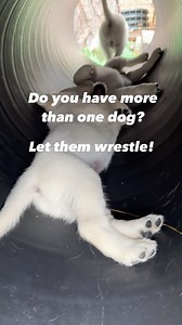 9.7K views · 30 reactions | ✅Wrestling provides dogs with physical...