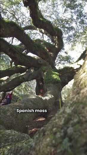 The 400-Year-Old Tree That’s Still Growing — Angel Oak, Charleston