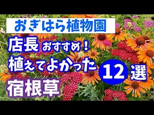 【おぎはら植物園のプロ直伝】初夏の庭！植えてよかった丈夫で花が美しい宿根草12選を紹介！ガーデニング ！あしかがフラワーパーク・代々木公園