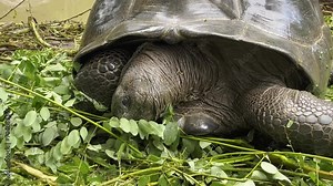 Wild old turtle eating green grass in forest living in natural habitat. Tortoise nutrition, eat fresh greenery food outdoors. Reptile animal near puddle finding eatable herbs.