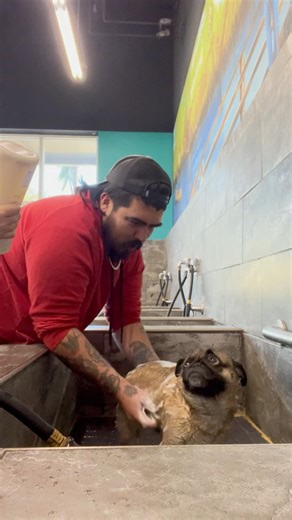 Sam’s bath time … #pugs #dogs #bathtime