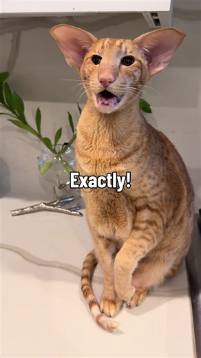 Keebler Begs for Cookies After Dinner