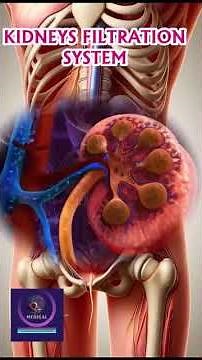 Kidneys Filtration system How kidneys Filter Blood and Remove Toxins
