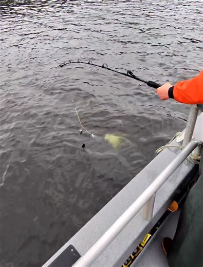 This Halibut had a big appetite, eating an entire salmon carcass topped with salmon guts 🤯🐟 #halibut #alaska #sitka #outerlimits #deepseafishing | Outer Limits Charters