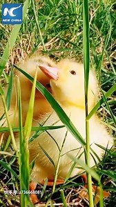 This Chinese man raises thousands of ducklings, and they'll follow him anywhere | China Xinhua News