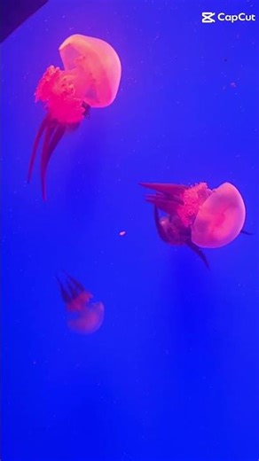 Springfield Missouri aquarium!!!