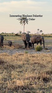 Elephants lift their trunks toward you on safari, it’s typically to smell you. An elephant’s trunk is an incredibly sensitive and versatile organ, combining a nose, upper lip, and more than 40,000 muscles. Their sense of smell is one of the most acute in the animal kingdom—elephants can detect water from miles away and recognize individual scents. 🎥 @craighowes 📍 @atzaro.okavango By raising their trunk, they can better pick up airborne scents, much like lifting an antenna. This behavior often 