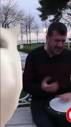 Cat Vibing To Ievan Polkka (Official Video HD) Cat Vibing #shorts