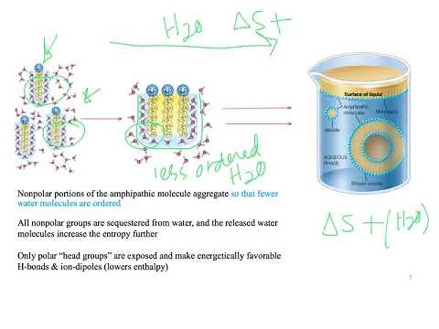 Hydrophobic Effect (Dr Terrell)