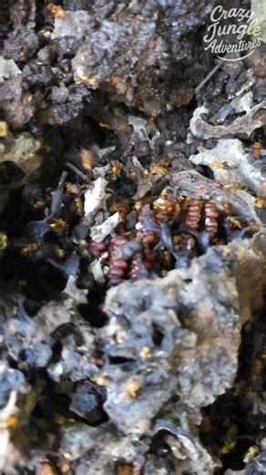 Crazyjungleadventures on Instagram: "Harvesting Honey from Bees in a Termite Nest – They Bite! 🐝😱🍯 #JungleLife #StinglessBees #OffGridLiving"