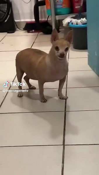 El humor del perro panzón en TikTok