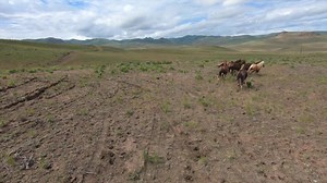 8.9K views · 27 reactions | This spring, the final group of wild...