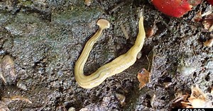 Hammerhead flatworm sightings in Canada