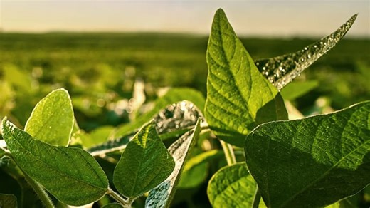 Bayer: Dicamba remains 'key cornerstone' of soybean traits - Michigan Farm News