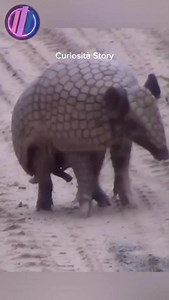 2.8K views · 106 reactions | L’armadillo: il piccolo genio protetto dalla sua corazza | Curiosità Story | Facebook