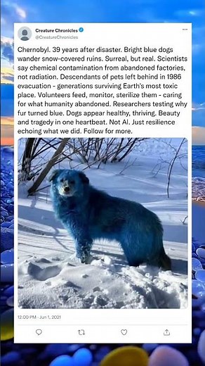 The Mysterious Blue Dogs of Chernobyl#Chernobyl #Unexplained